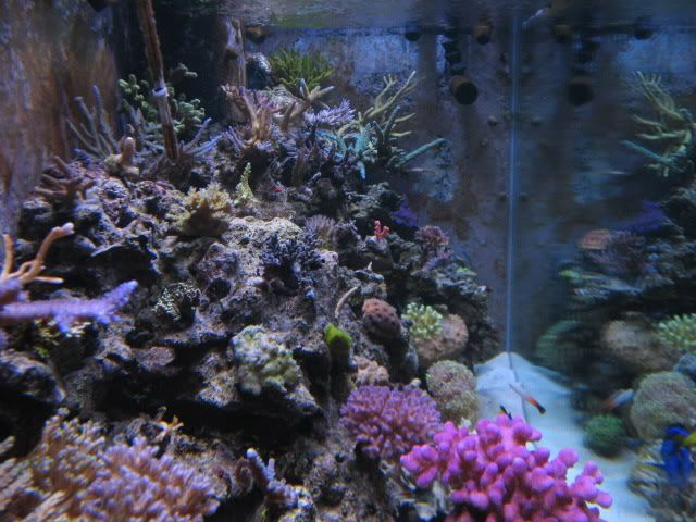 tanksep08051.jpg