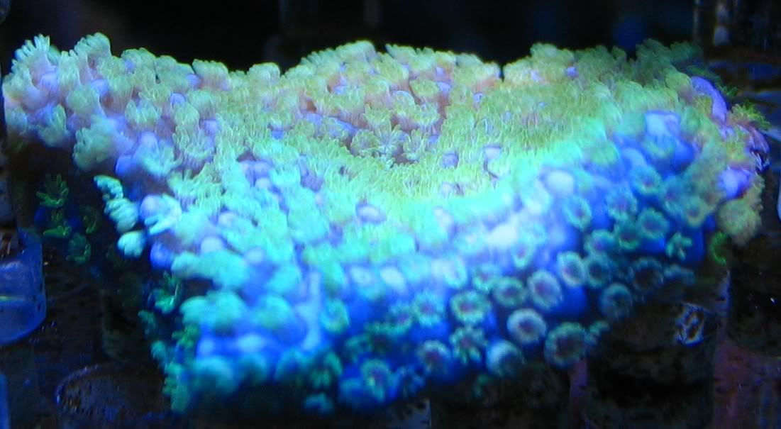 rainbowunderactinic.jpg