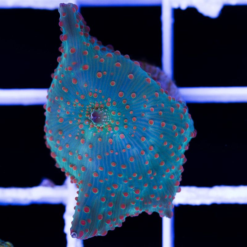 newcorals237b.jpg