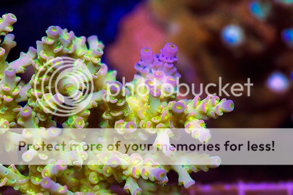 newacropora2039.jpg~original