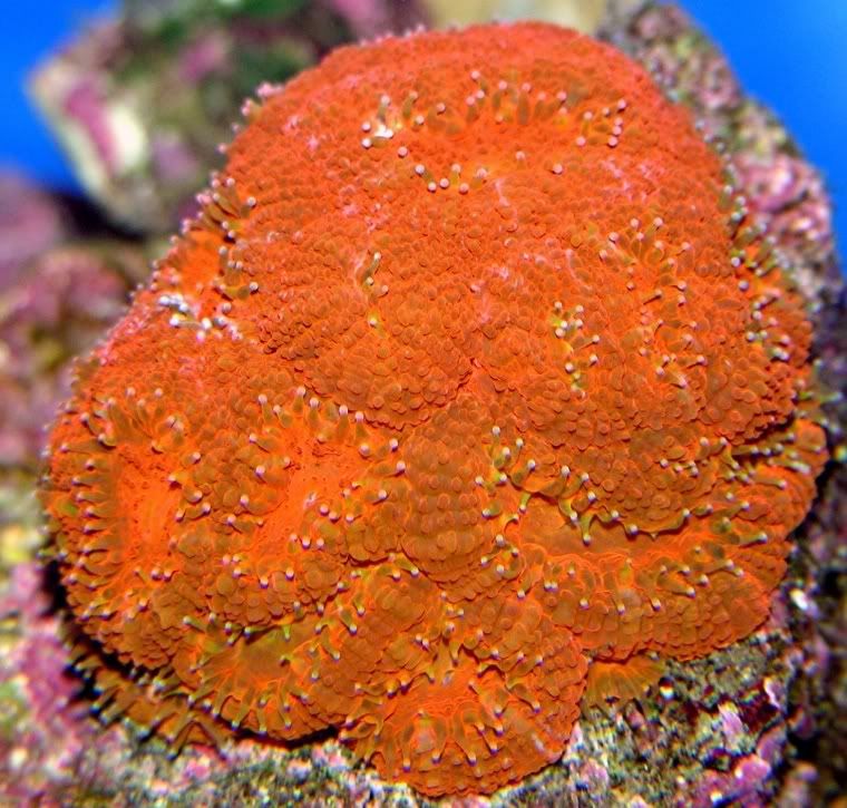 micromussa3.jpg
