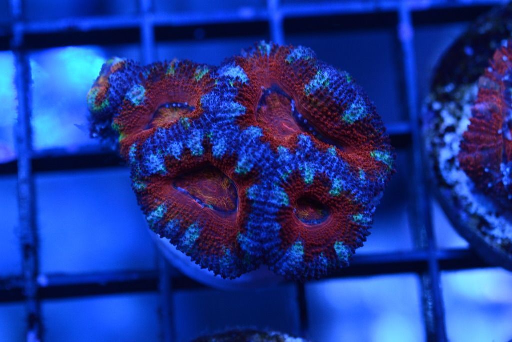 DSC_4714_zpsok2ecql5.jpg
