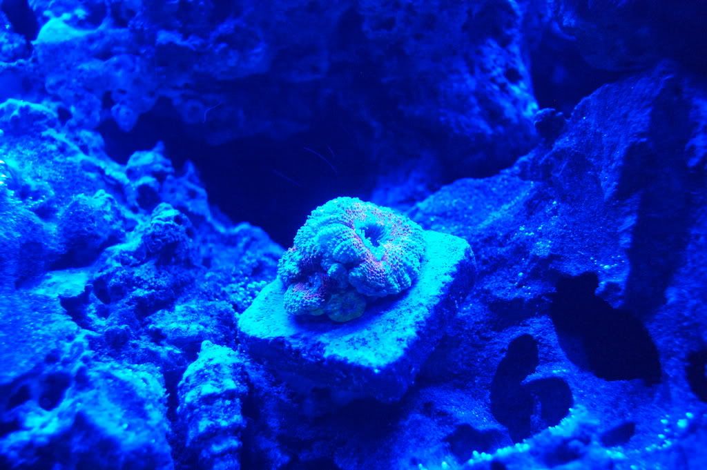 DSC_0783.jpg