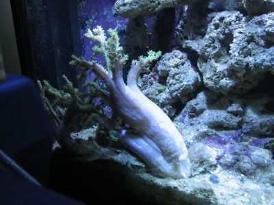 Reef124.jpg