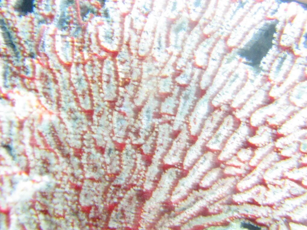 Reef-Gorgonians005.jpg