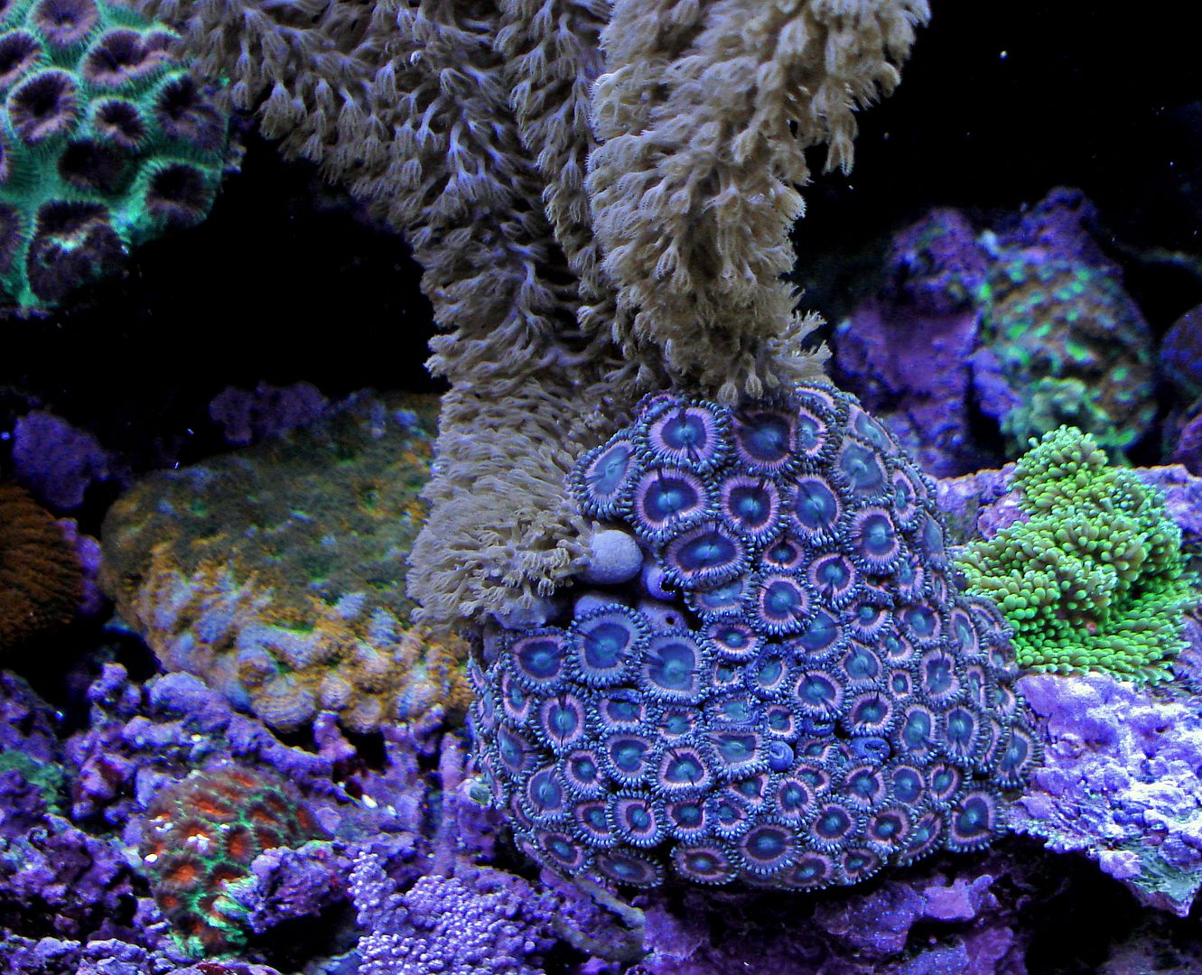 Nov282009128palythoasetc.jpg