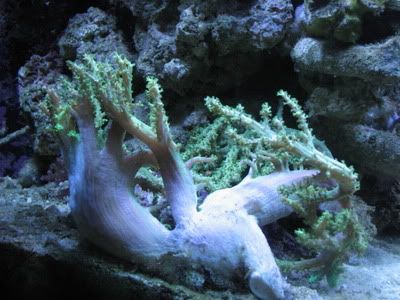 Reef086.jpg