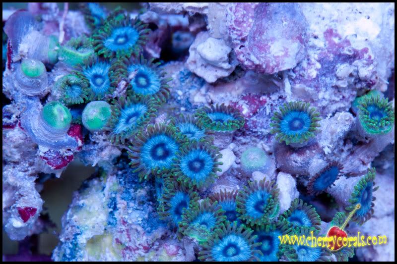 NewCorals_15-5.jpg