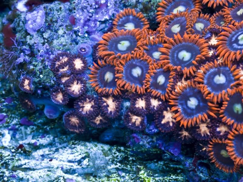 napalmscombozoa3434.jpg