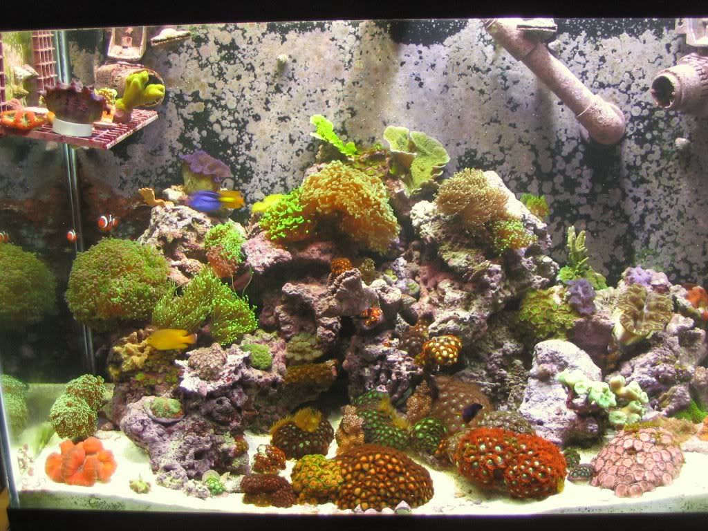 65g_Full_Dec05.jpg