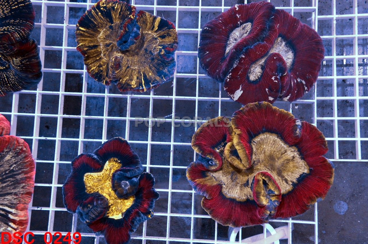 DSC_0249_zps808c6cd2.jpg