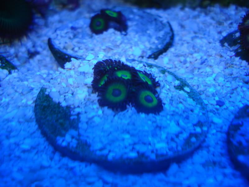 fishtank4-09015.jpg
