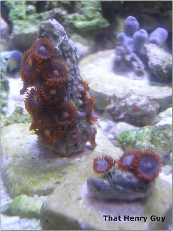 zoa6.jpg