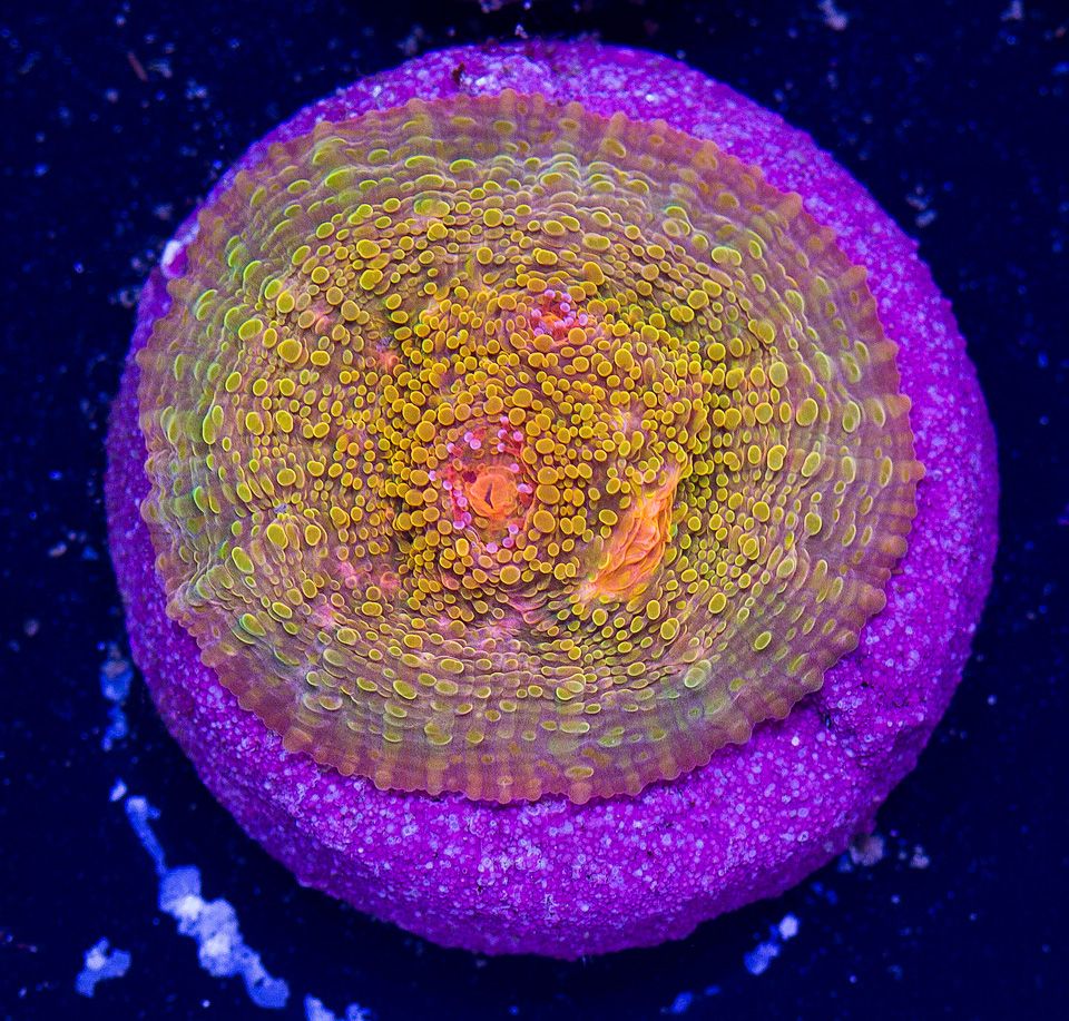 AAA-Corals_111.jpg