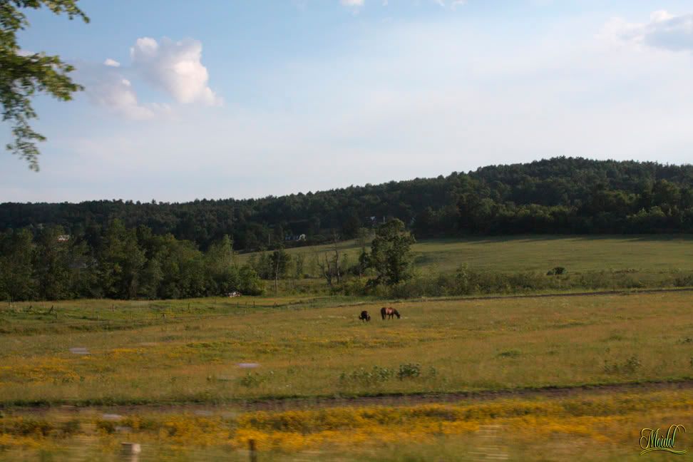 IMG_6237.jpg