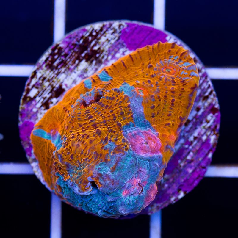 newcoral022b.jpg