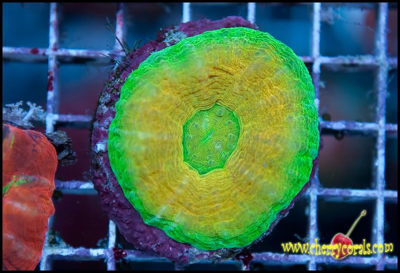 NewCorals300_3.jpg