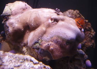 porites22306a.jpg