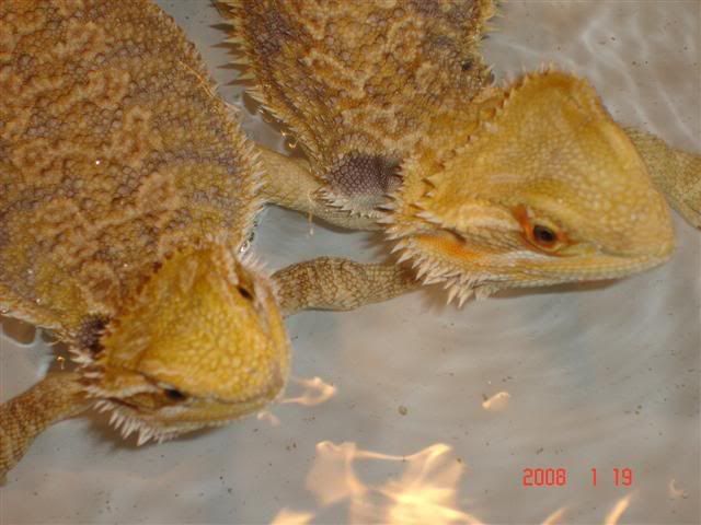 DSC01367Small.jpg