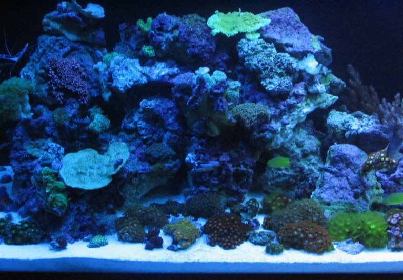 65g_fullactinic1.jpg
