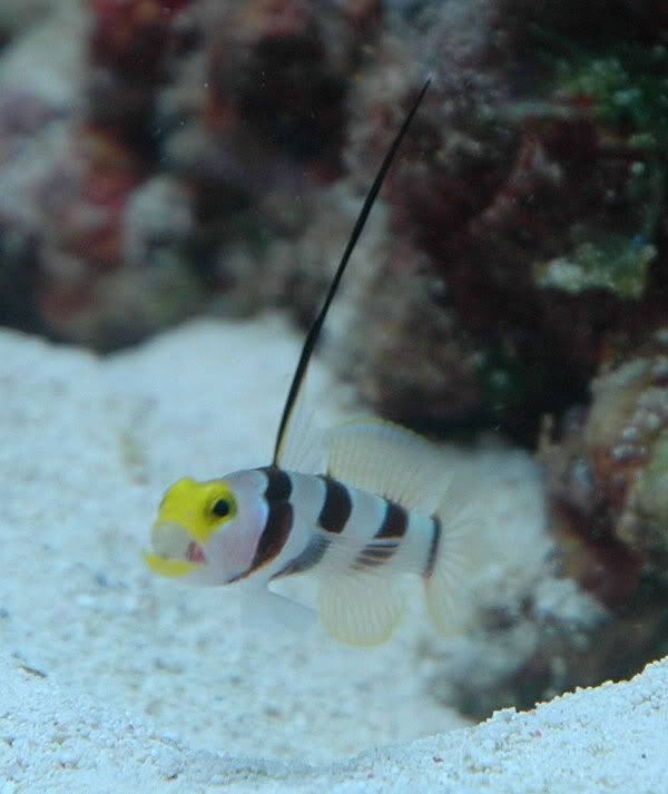 shrimpgoby2.jpg