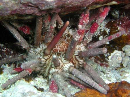 35-SlatePencilUrchin.jpg