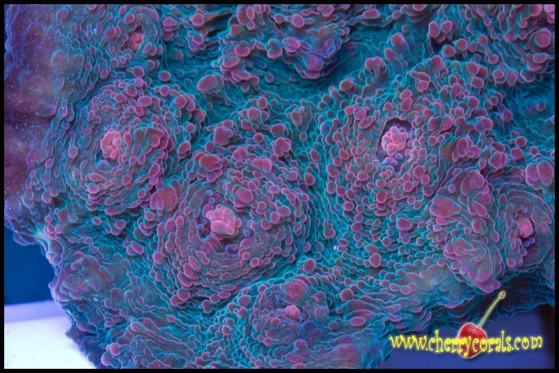 NewCorals086copy.jpg