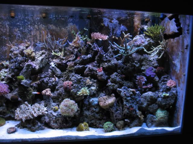 tanksep08003.jpg