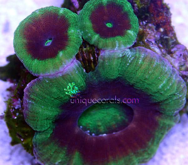 triplescolymia_macro-1.jpg