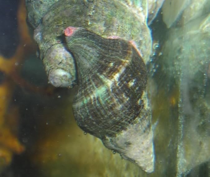 snail7.jpg
