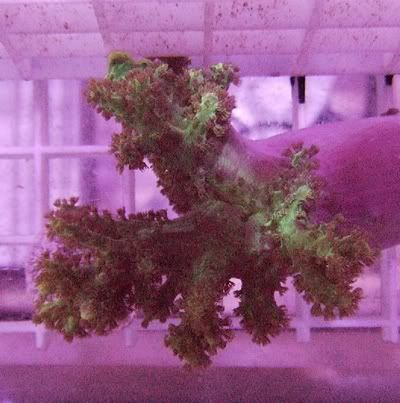 Resized_CROP-Aqua_02_25_06013.jpg