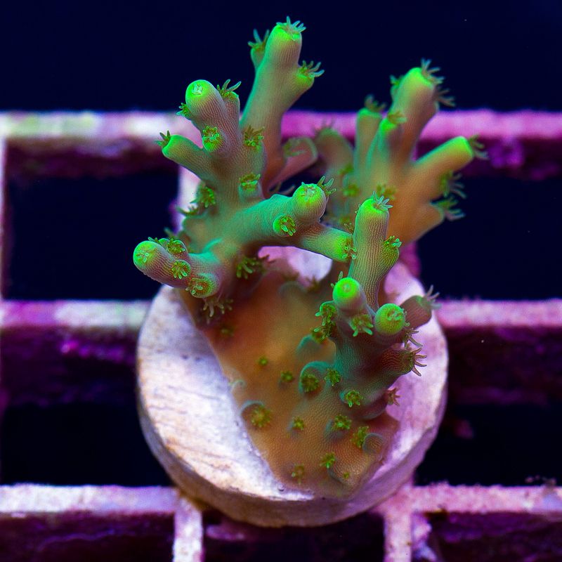newcoral533b.jpg