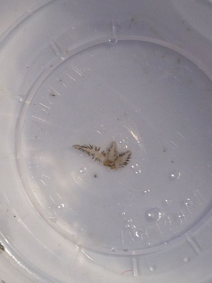nudibranch.jpg