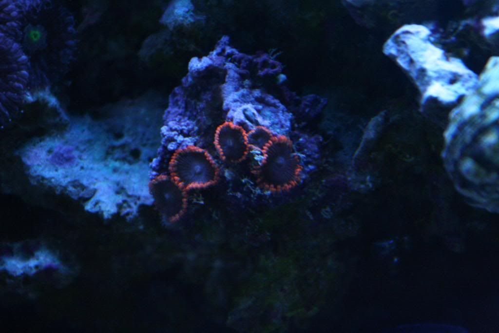 basement4-21-12634.jpg