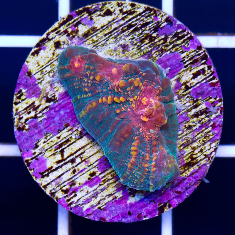 newcoral015b.jpg