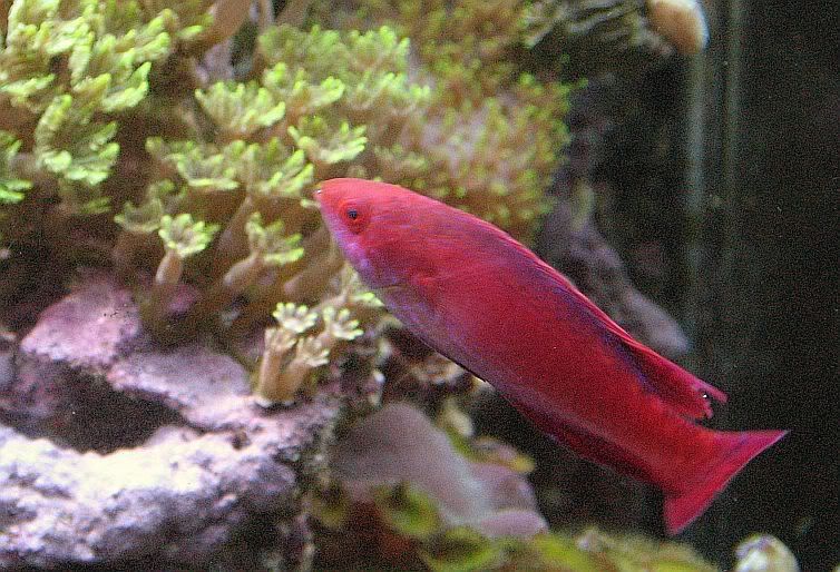65g_fish039.jpg