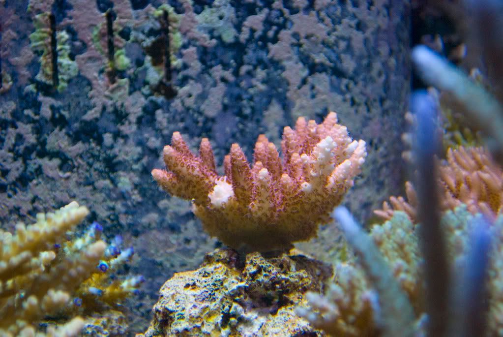 PinkLemonadeColony.jpg