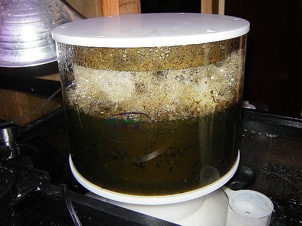 skimmer-1.jpg
