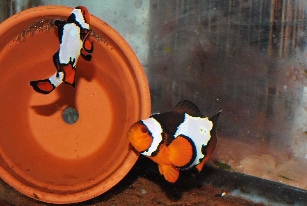 Johnny_Clownfish030_zps736bb150.jpg