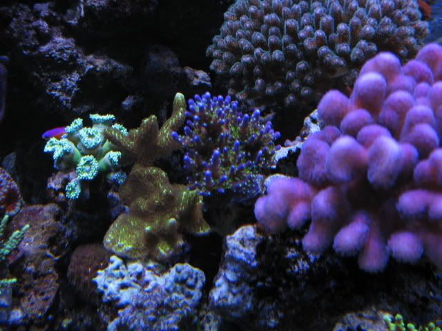 tank020931.jpg