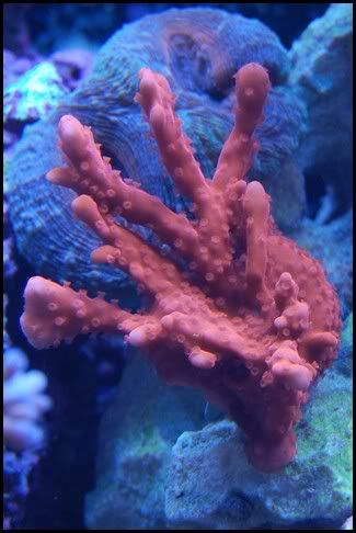 montipora_setosa.jpg