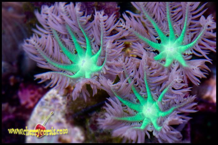 NewCoral_33copy.jpg