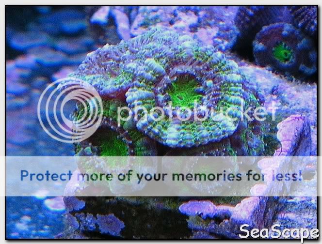 ACANS008.jpg