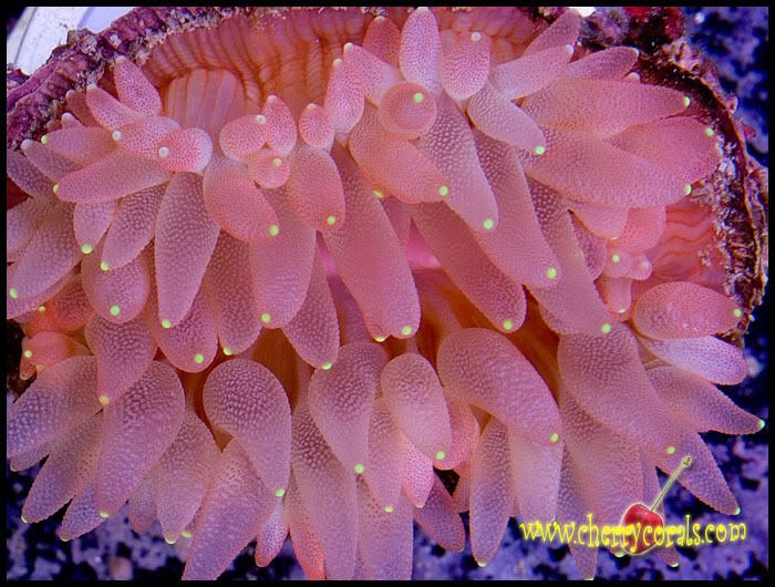 NewCoral_9copy.jpg