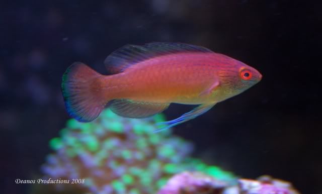 120g_malePylei02-1.jpg