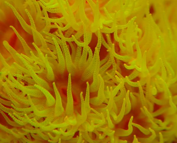 20galsunpolyps.jpg