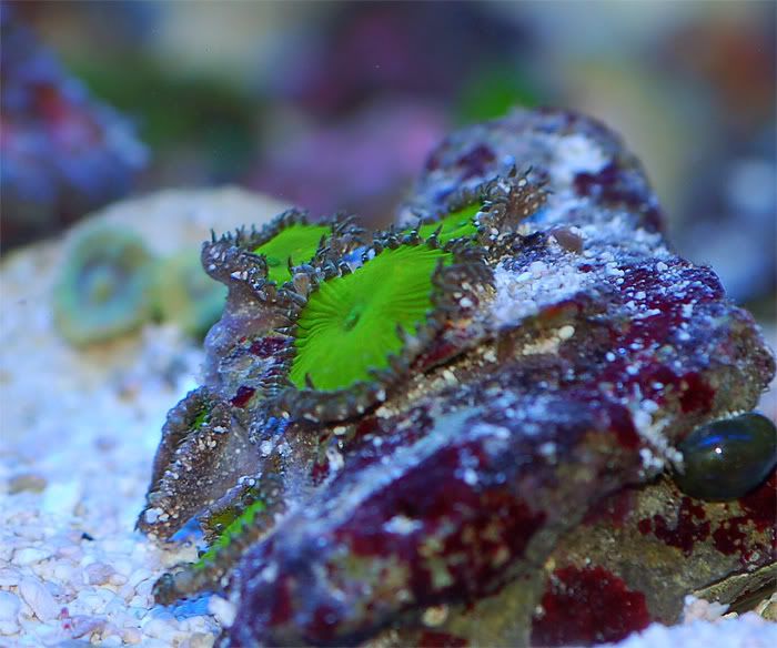 zoa6wl1.jpg