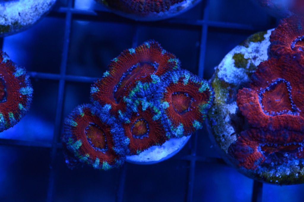 DSC_4727_zpsuw59eiw9.jpg