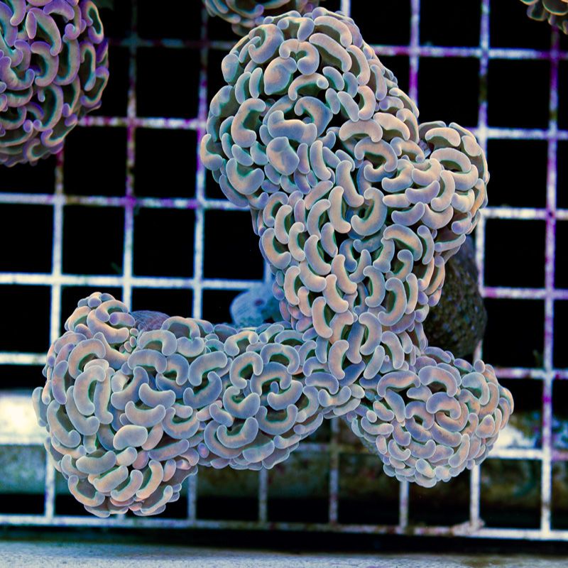 newcorals2a574b.jpg~original