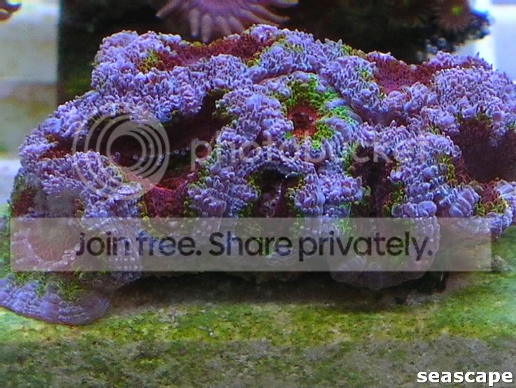 june2409corals152.jpg